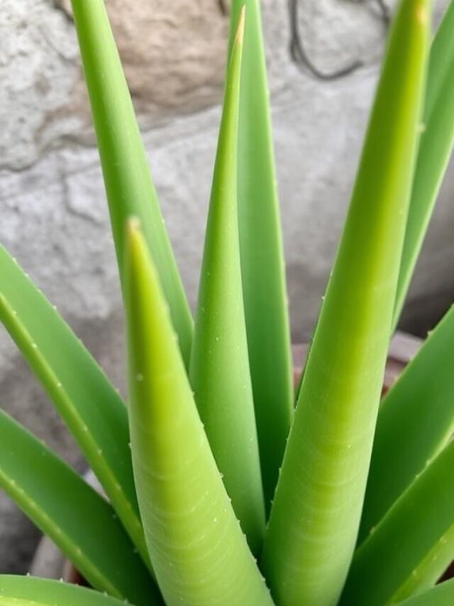 Why Aloe Vera is a Game-Changer: 8 Best Products to Use Daily